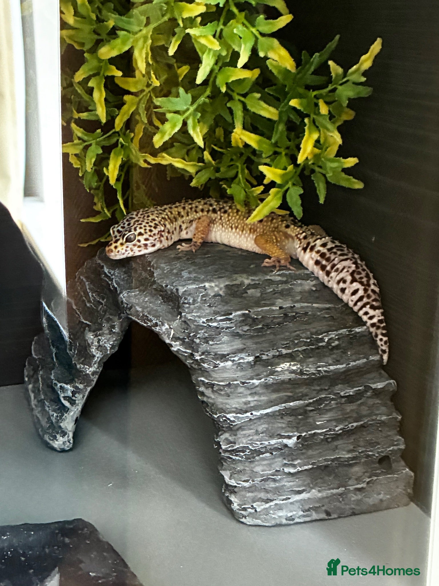 Leopard Gecko reptiles Leopard Gecko inc. full set up - Advert 9