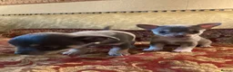 Chihuahua dogs for sale: Chihuahua puppies from licensed breeder - Advert 3