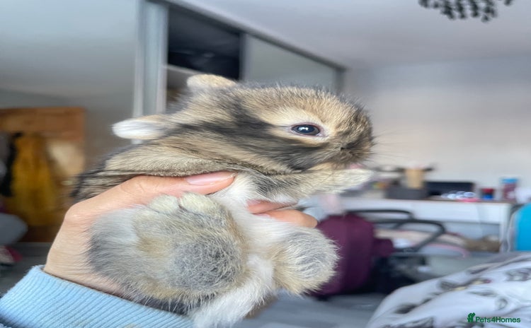 Mini Lion Lop rabbits - Advert 1
