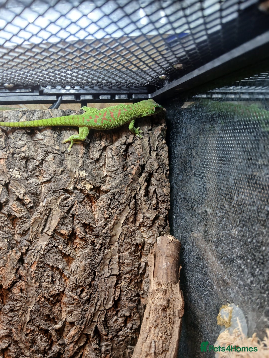 Gecko reptiles for sale: Giant day gecko  - Advert 3