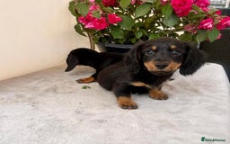 Dachshund dogs for sale: Dachshund  - Image 10