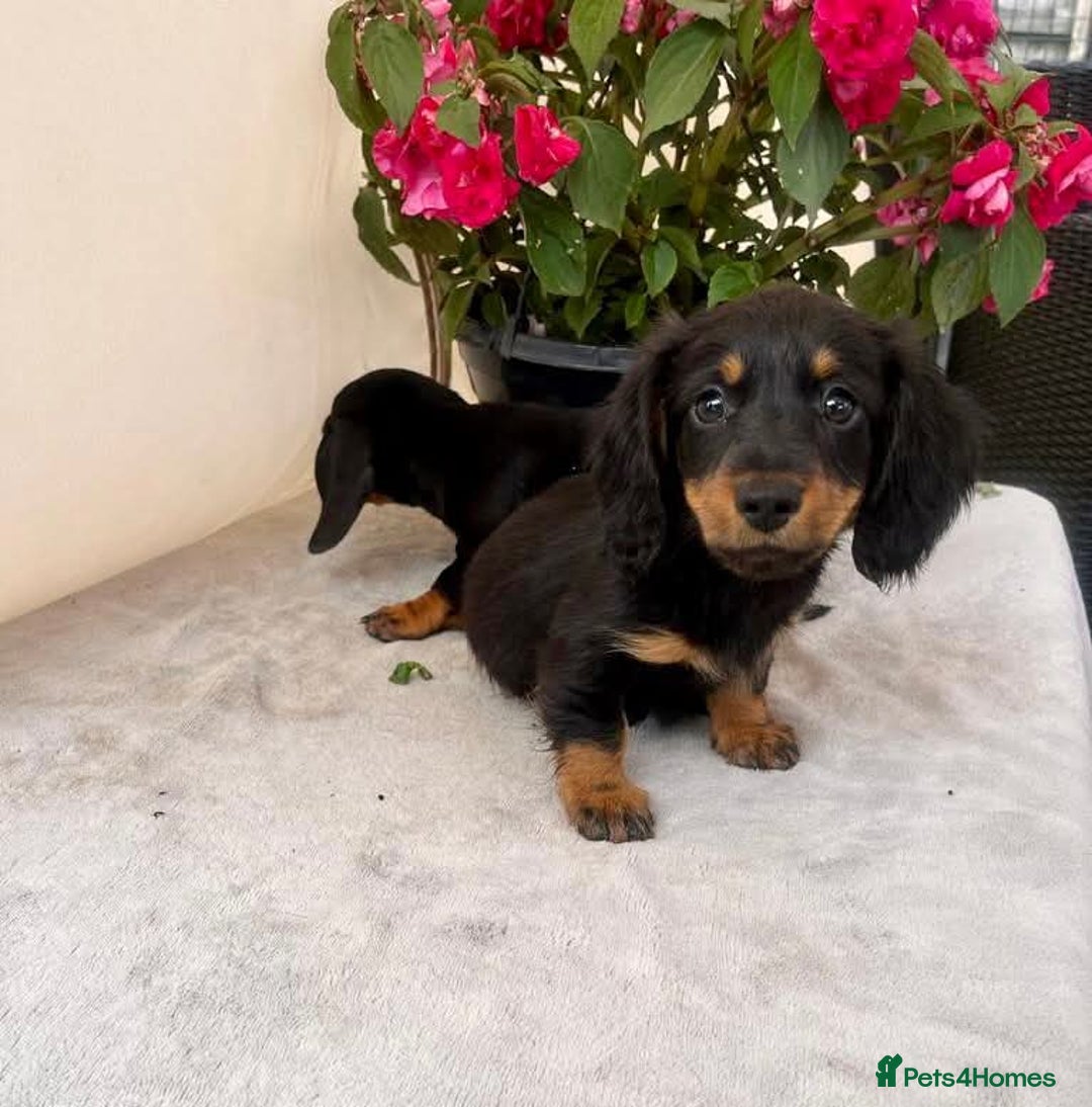 Dachshund dogs for sale: Dachshund  - Image 10