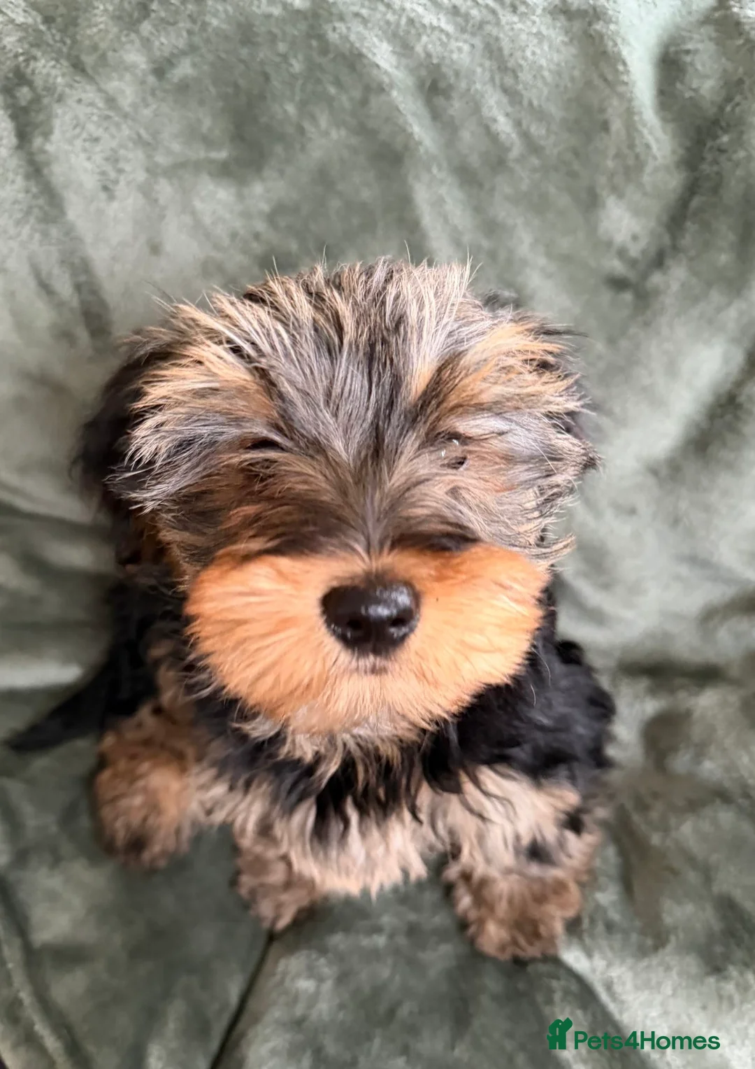 Yorkshire Terrier dogs for sale: Tiny Yorkshire terrier puppy  in Barrow-upon-Humber - Advert 11