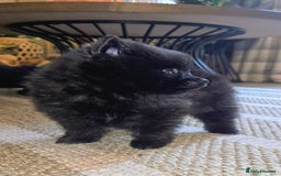 Pomeranian dogs for sale: Pomeranian miniature puppies  - Image 8