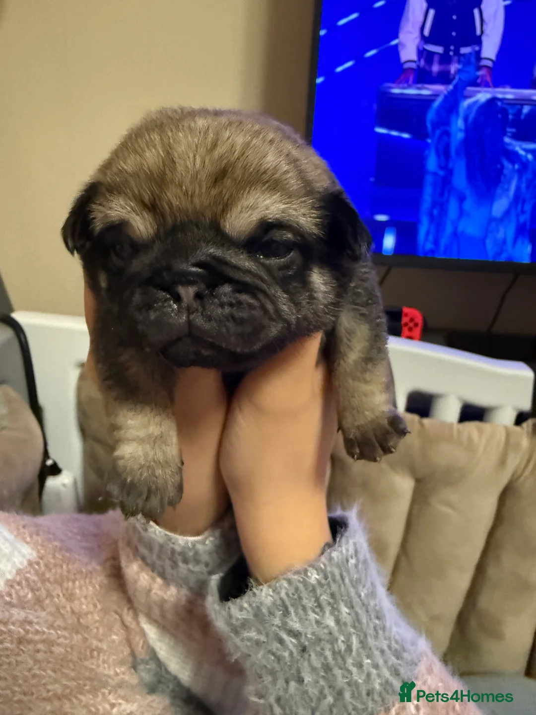 Pug dogs for sale: Pug puppies for sale  - Advert 15