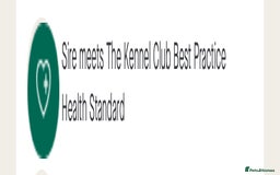 Cocker Spaniel dogs for stud: Mungo GOLDEN English Show Cocker Spaniel KC  in Bradford-on-Avon - Image 2