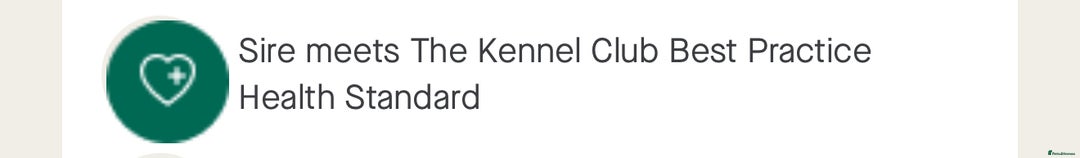 Cocker Spaniel dogs for stud: Mungo GOLDEN English Show Cocker Spaniel KC  in Bradford-on-Avon - Image 2