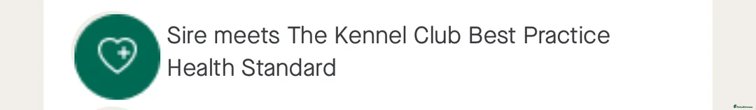 Cocker Spaniel dogs for stud: *Mungo* GOLDEN Show Cocker PEDIGREE BEST TESTED in Bradford-on-Avon - Advert 2