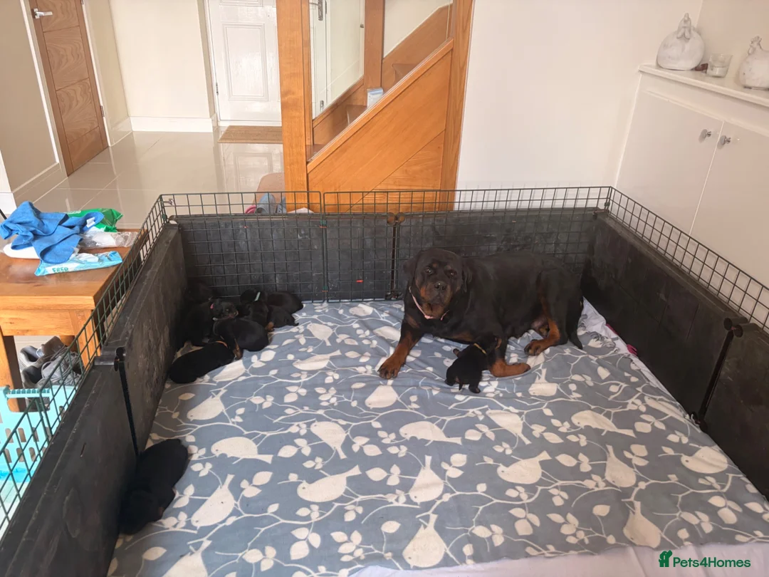 Rottweiler dogs for sale: Outstanding Rottweiler Puppies - Advert 2
