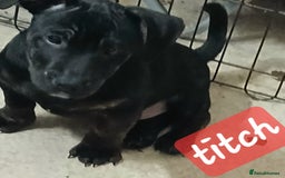 Mixed Breed dogs for sale: Staffyxjackrussell pups - Advert 6