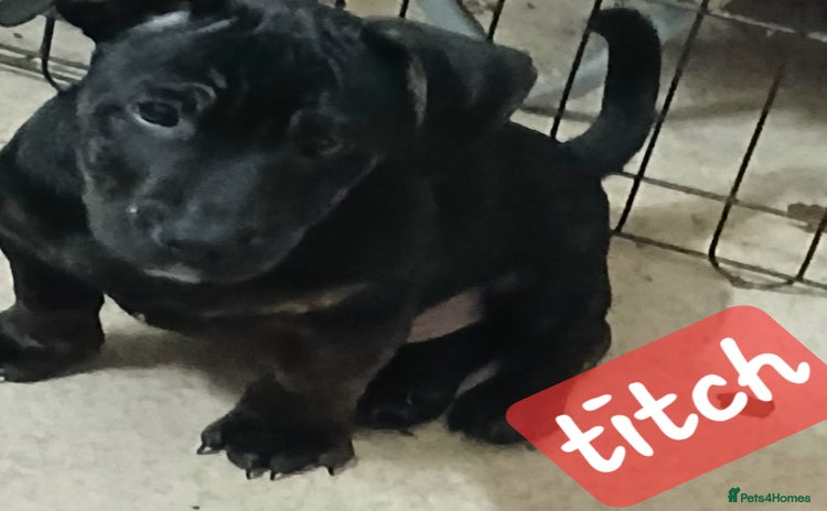 Mixed Breed dogs - Advert 4