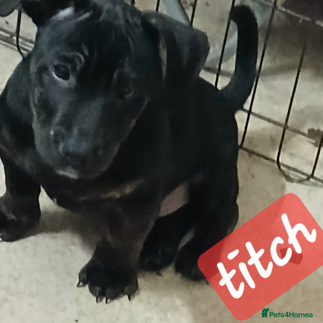 Mixed Breed dogs for sale: Staffyxjackrussell pups - Advert 6