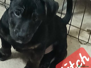 Mixed Breed dogs - Advert 14