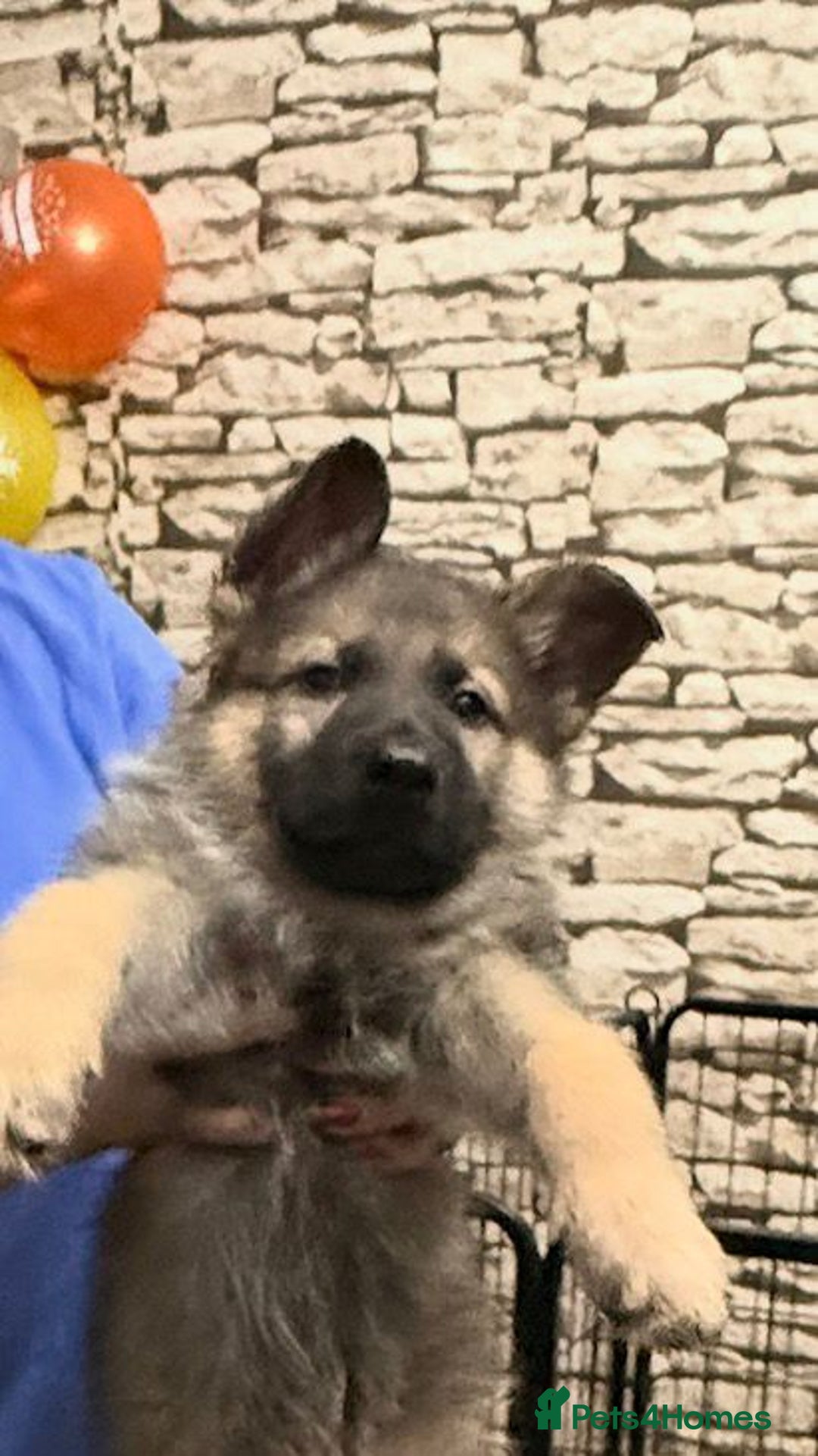 German Shepherd dogs for sale: GERMAN SHEPHERD PUPPY 8 WEEKS - Advert 3