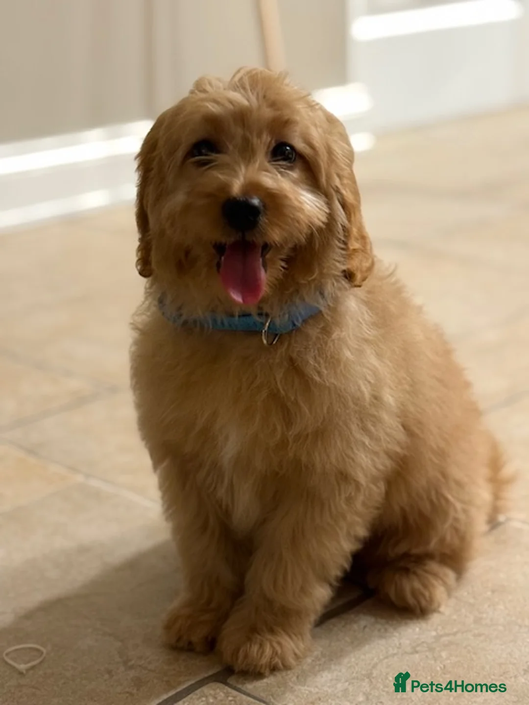 Cavapoo dogs for sale: Roll the cavapoo - Advert 2