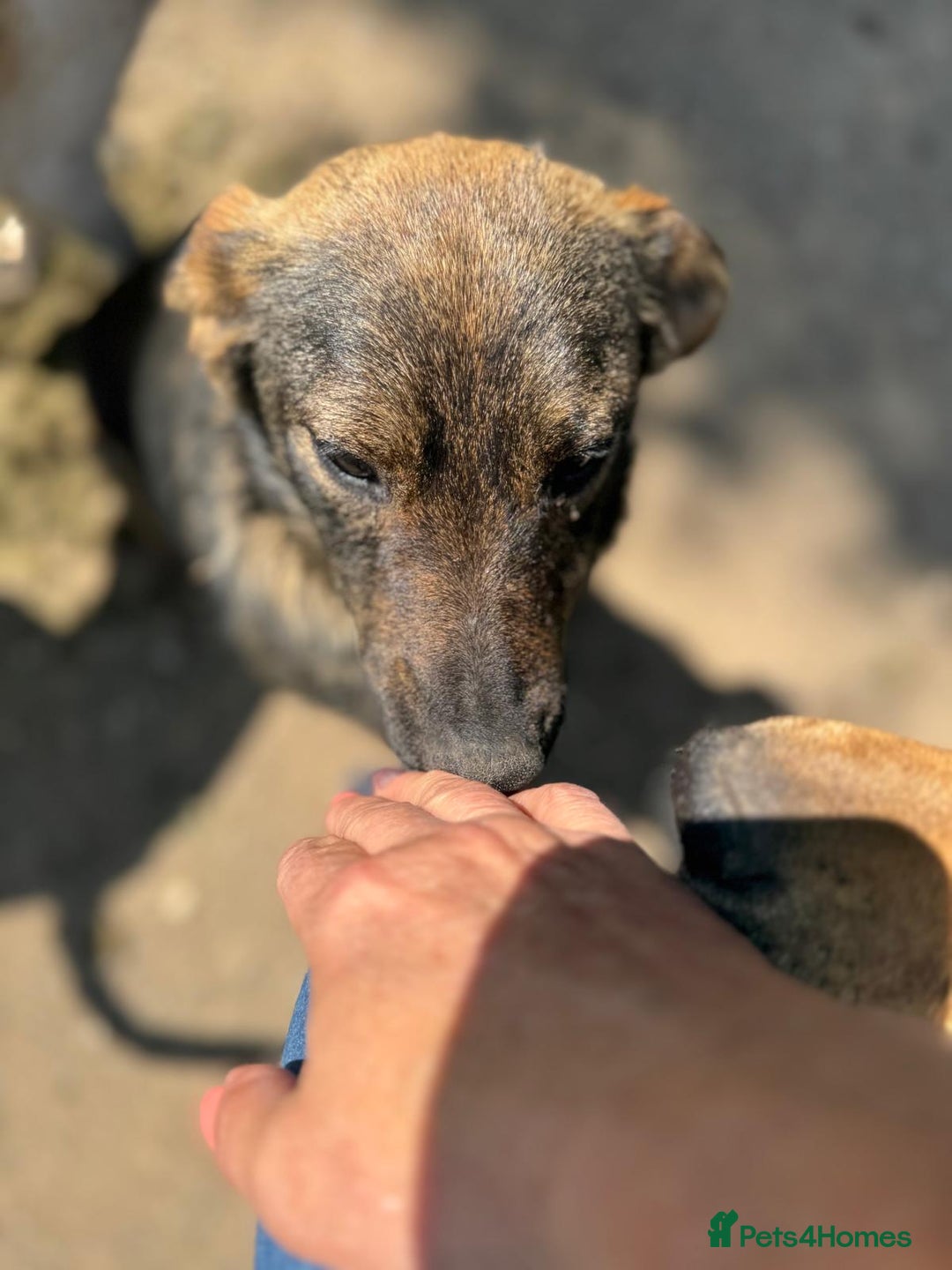 Mixed Breed dogs for adoption: LOTTIE - a Lovely girl for a Loving Home - Image 16