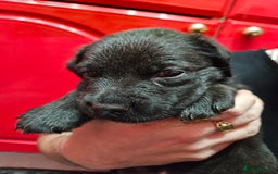 Mixed Breed dogs for sale: German shepherd x Working Labrador puppies  - Advert 21