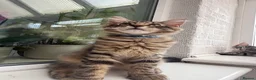 Maine Coon cats for sale: Maine Coon kittens 2 boys left 😊 - Advert 2