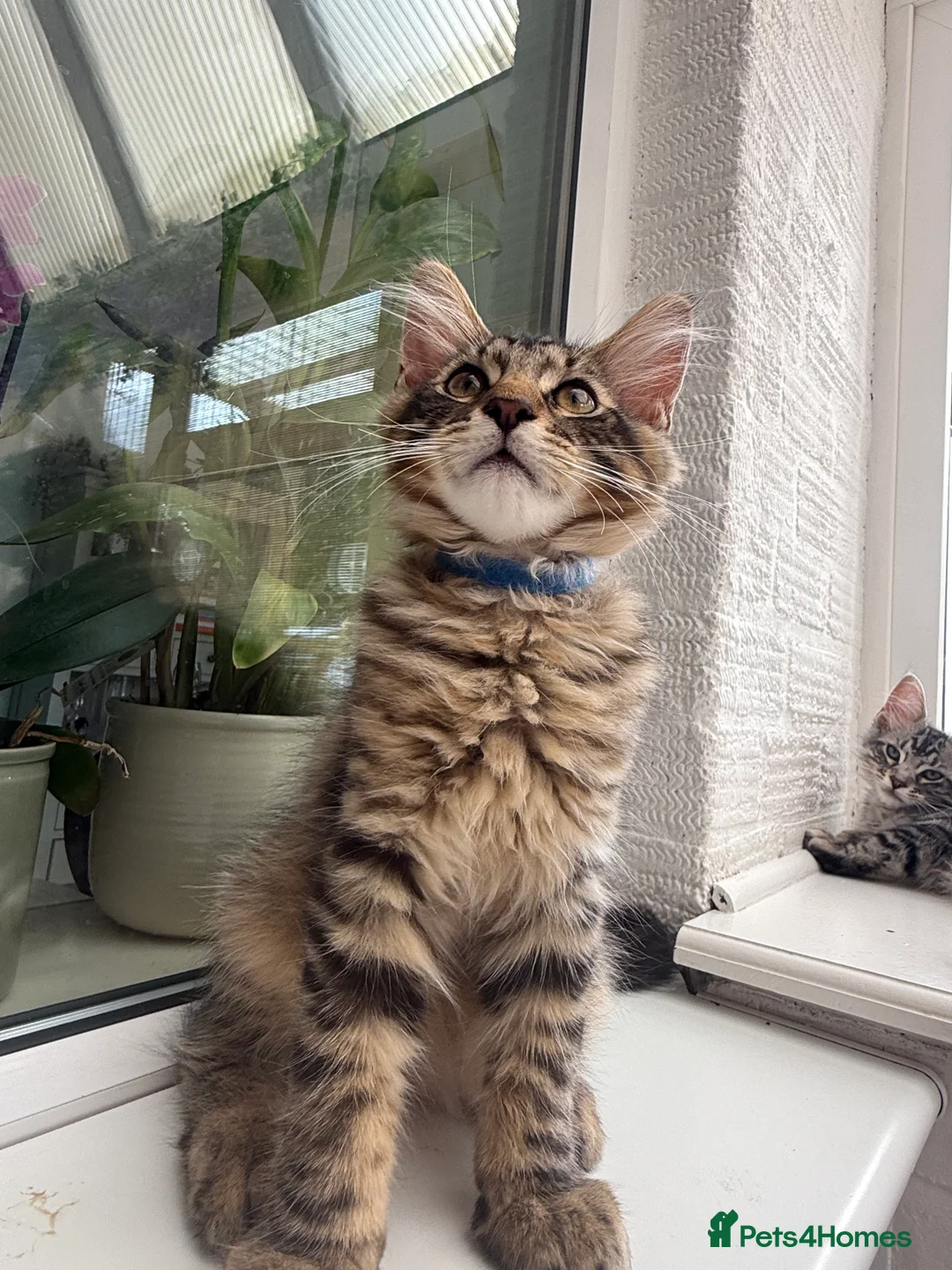 Maine Coon cats for sale: Maine Coon kittens 2 boys left 😊 - Advert 2