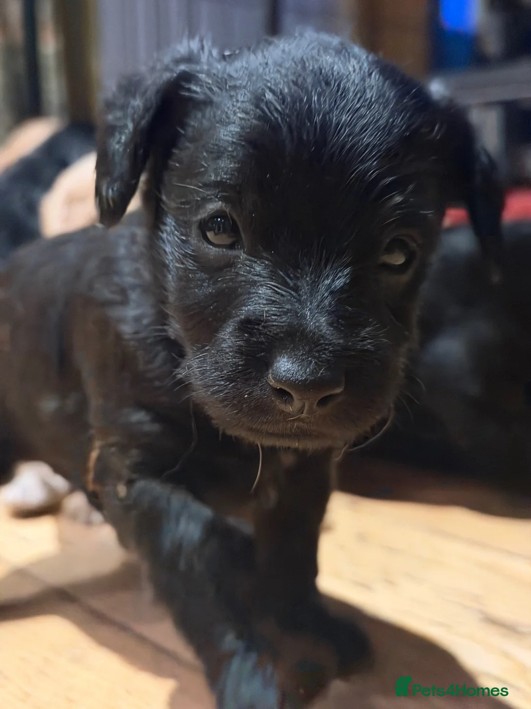 Mixed Breed dogs for sale: One Patterpoo Boy left 💙🐾 - Advert 19