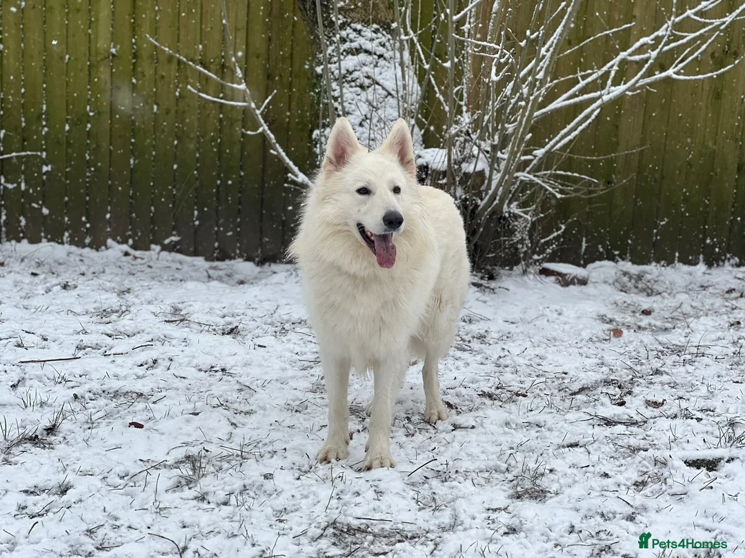 White Swiss Shepherd dogs for stud: White Swiss Shepherd Dog at Stud (Long Coat) in Nelson - Advert 22