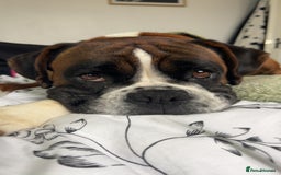 Mixed Breed dogs for sale: 2 gorgeous girls - Image 12