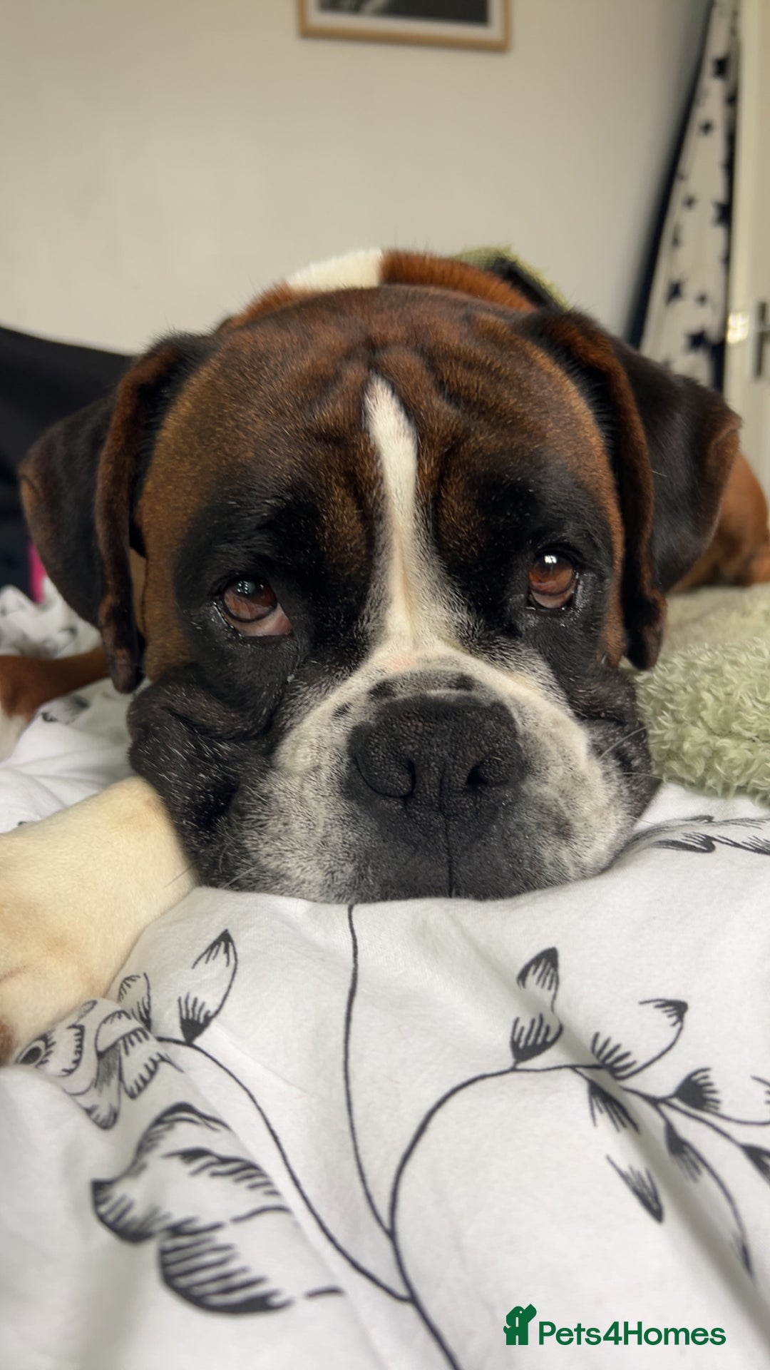 Mixed Breed dogs for sale: 2 gorgeous girls - Image 12