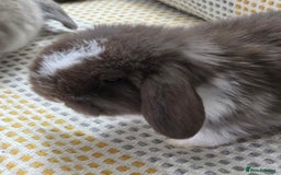 Mini Lop rabbits for sale: Minilops - Image 5