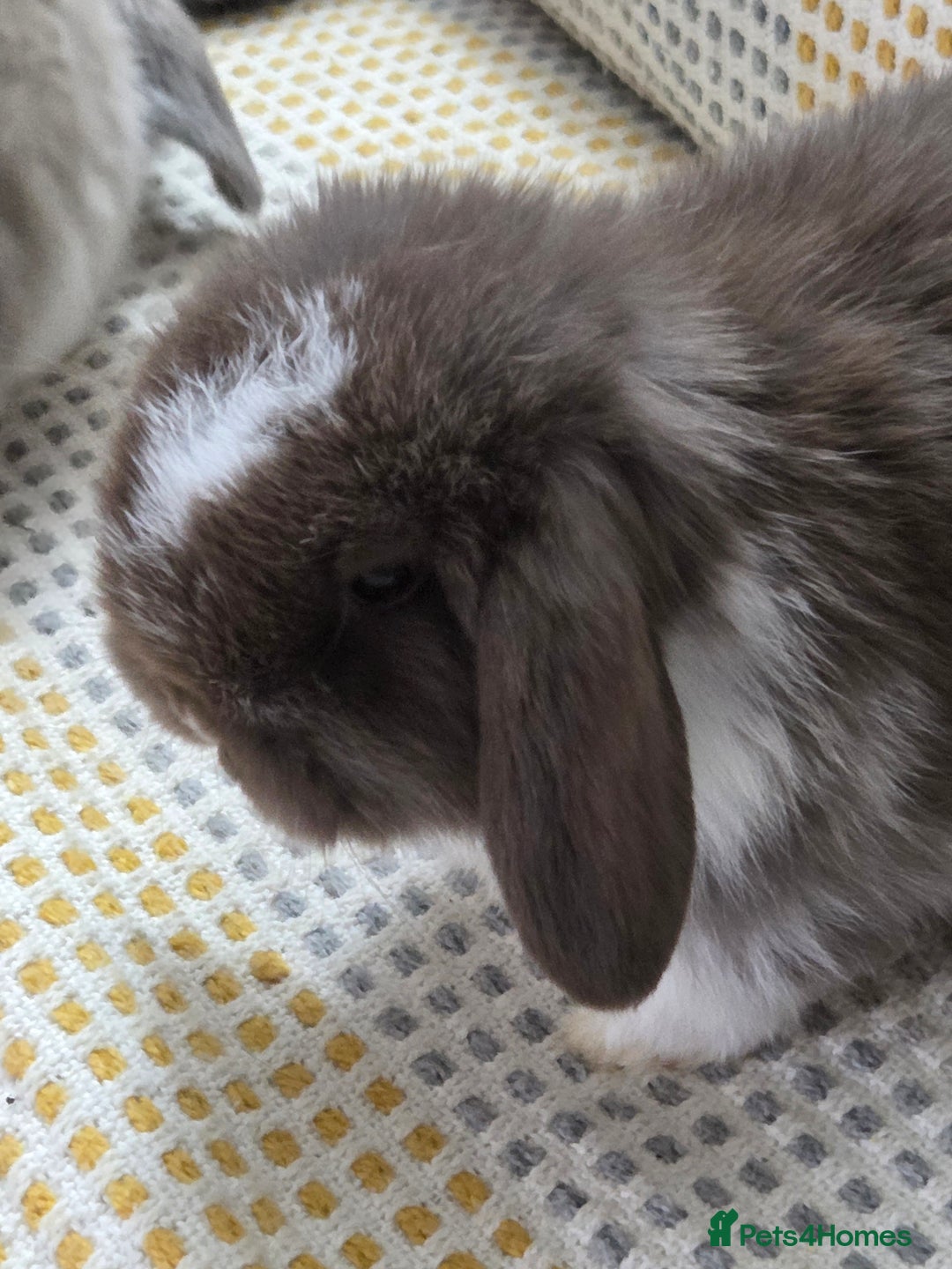 Mini Lop rabbits for sale: Minilops - Image 5