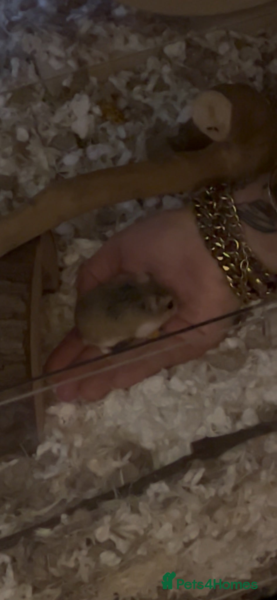 Hamster rodents Robo dwarf hamster and full enclosure.  - Advert 2