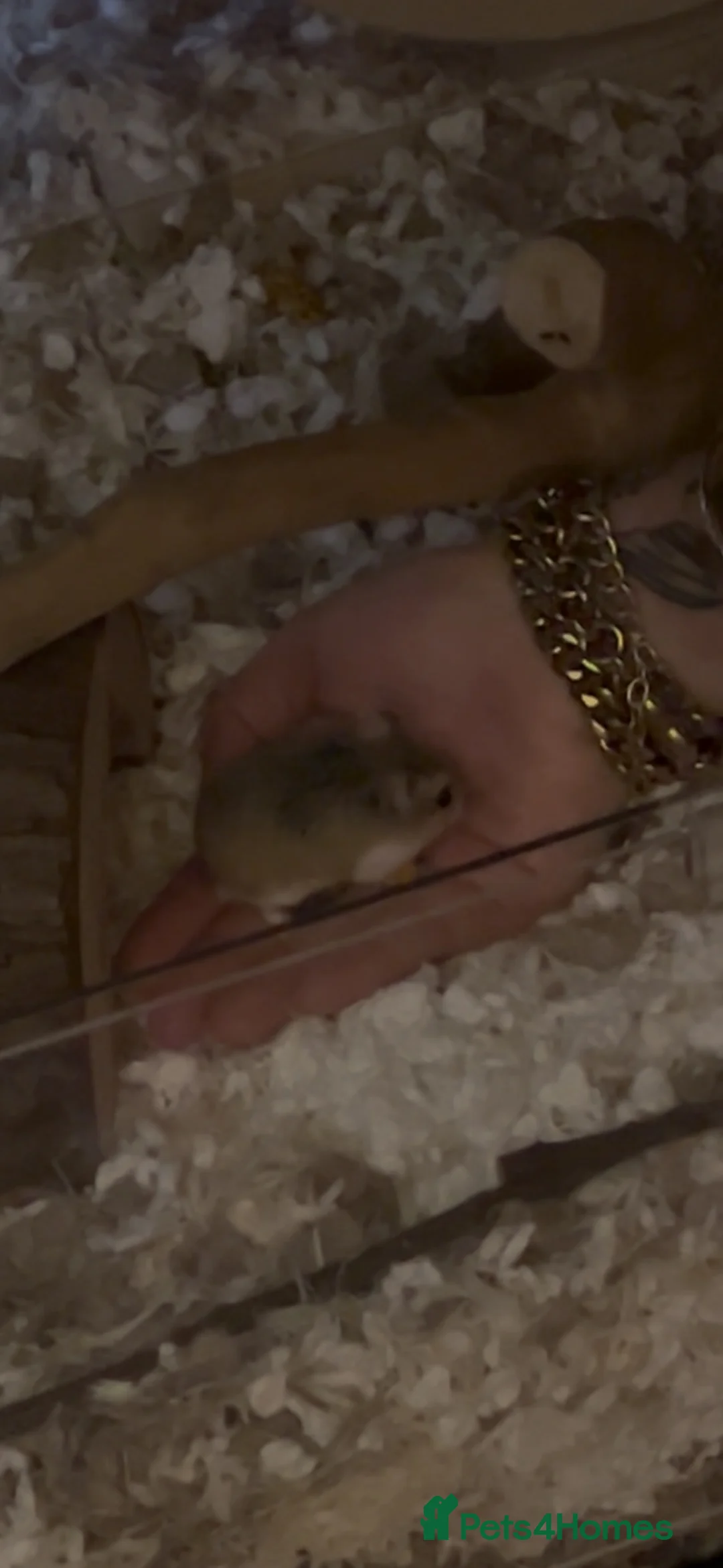 Hamster rodents for sale: Robo dwarf hamster and full enclosure.  - Advert 2