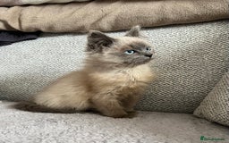 Ragdoll cats for sale: Blue point Ragdoll kitten - Advert 2