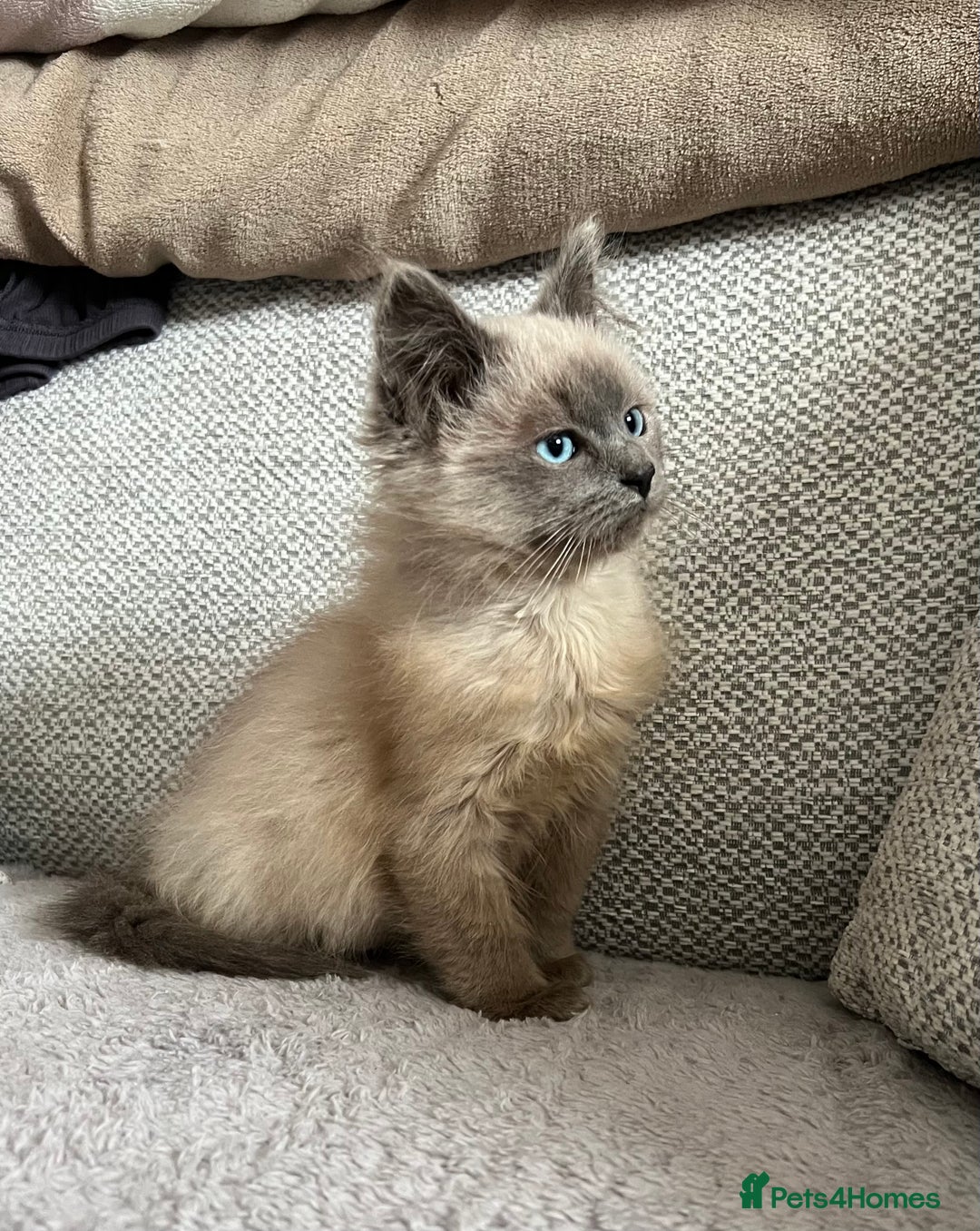 Ragdoll cats for sale: Blue point Ragdoll kitten - Advert 2