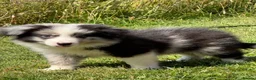 Border Collie dogs for sale: Stunning KC Registered Border Collie Puppies  - Advert 10