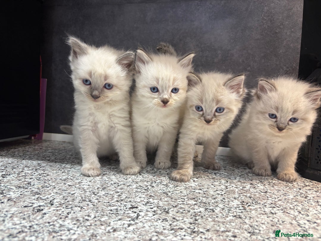 Ragdoll cats for sale: Ragdoll kittens  - Image 10