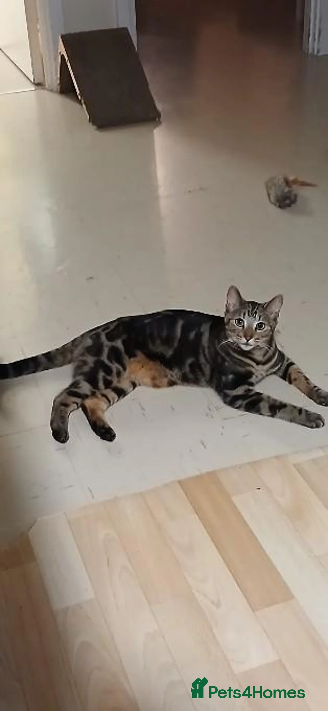 Mixed Breed cats for sale: 18 Month Old Bengal Tabby Kitten - Advert 1