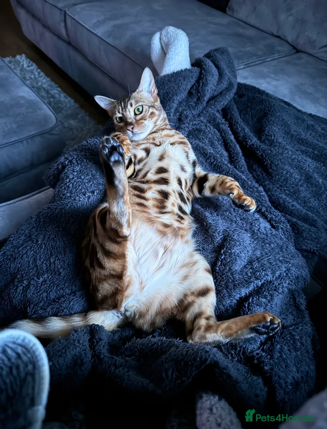 Bengal cats for sale: Beautiful Bengal - Advert 4