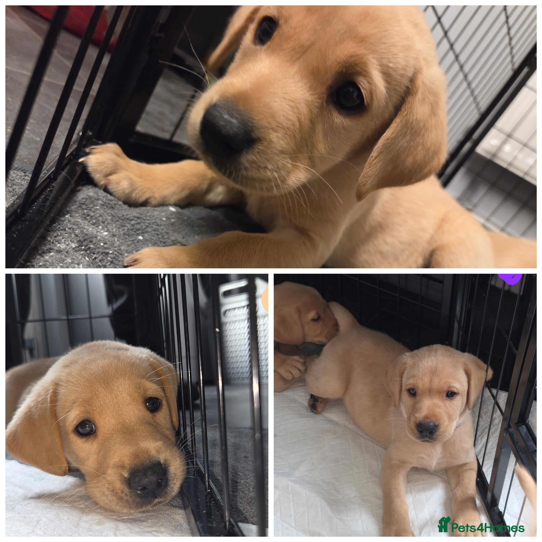 Labrador Retriever dogs Quality KC registered labrador pups boys and girls - Advert 17