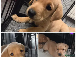 Labrador Retriever dogs Quality KC registered labrador pups boys and girls - Advert 17