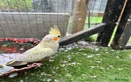 Cockatiels birds for sale: Baby lorrekeet £300 /cockatiels £80 each  - Image 9