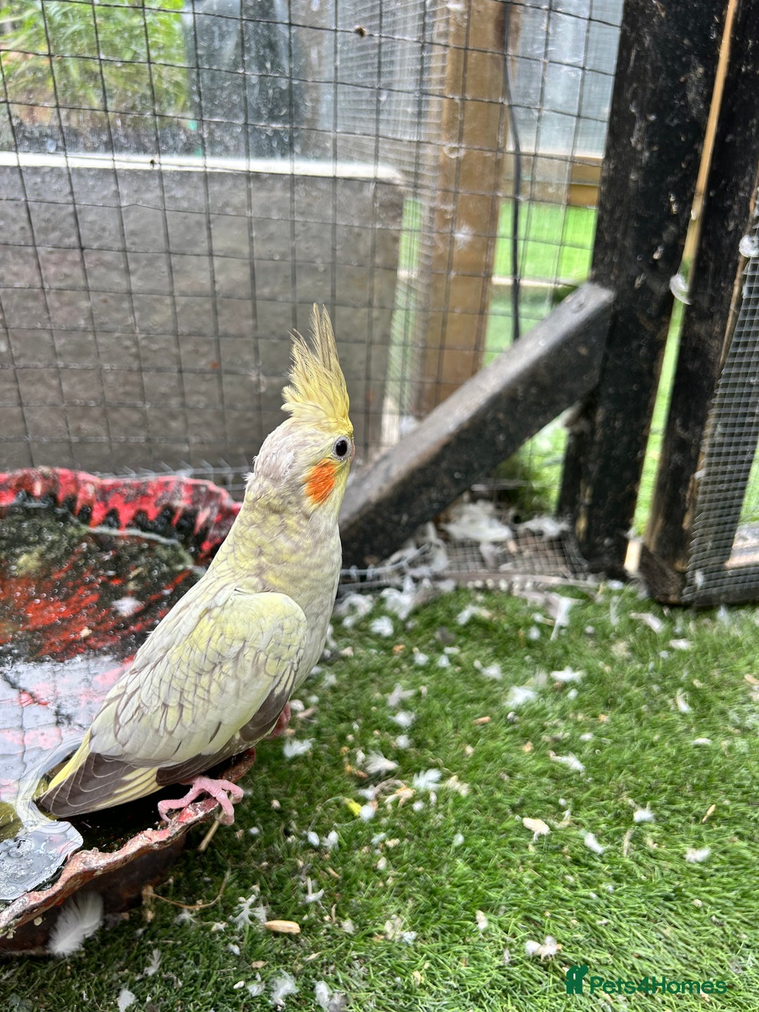 Cockatiels birds for sale: Baby lorrekeet £300 /cockatiels £80 each  - Image 9