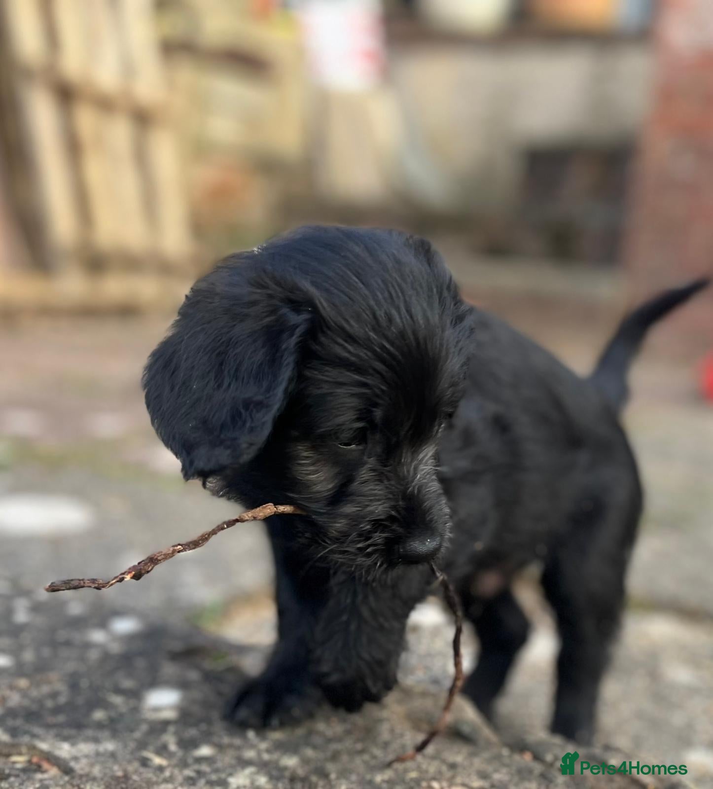 Labradoodle dogs One left - Labradoodle puppy for sale - Advert 3