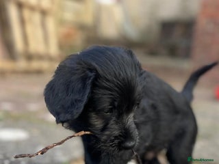 Labradoodle dogs One left - Labradoodle puppy for sale - Advert 15
