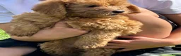 Labradoodle dogs for sale: Ready F1b labradoodle curl red health test parent  - Advert 8