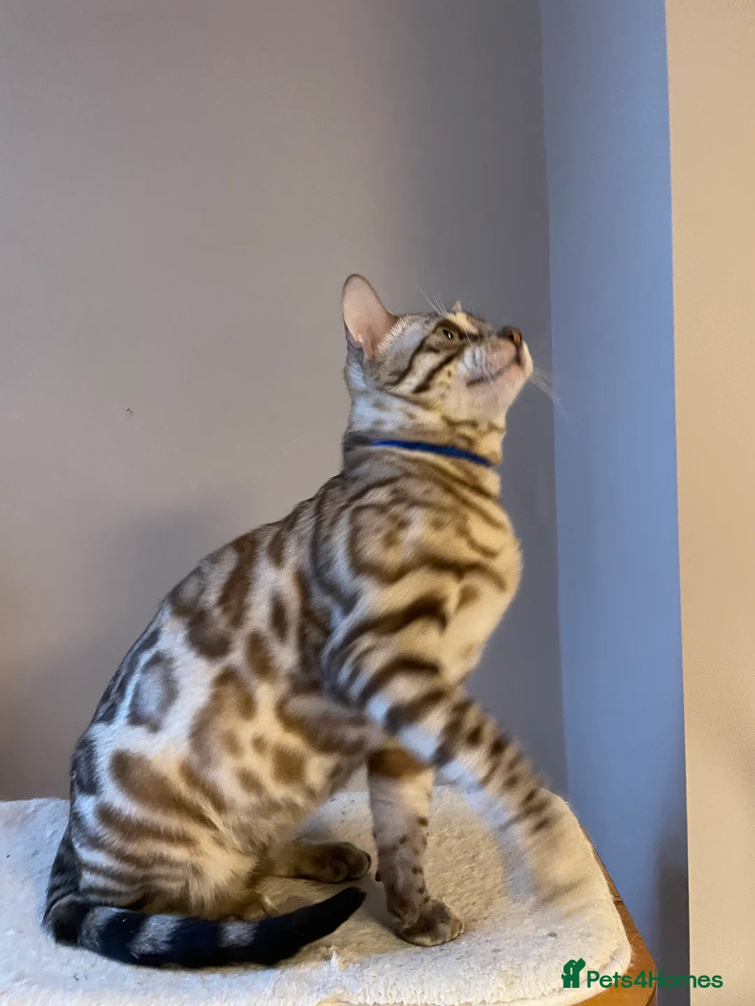 Bengal cats for sale: Outstanding pedigree Bengals - Advert 32