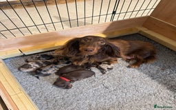 Miniature Dachshund dogs for sale: KC Long haired miniature dachshund puppies - Image 17
