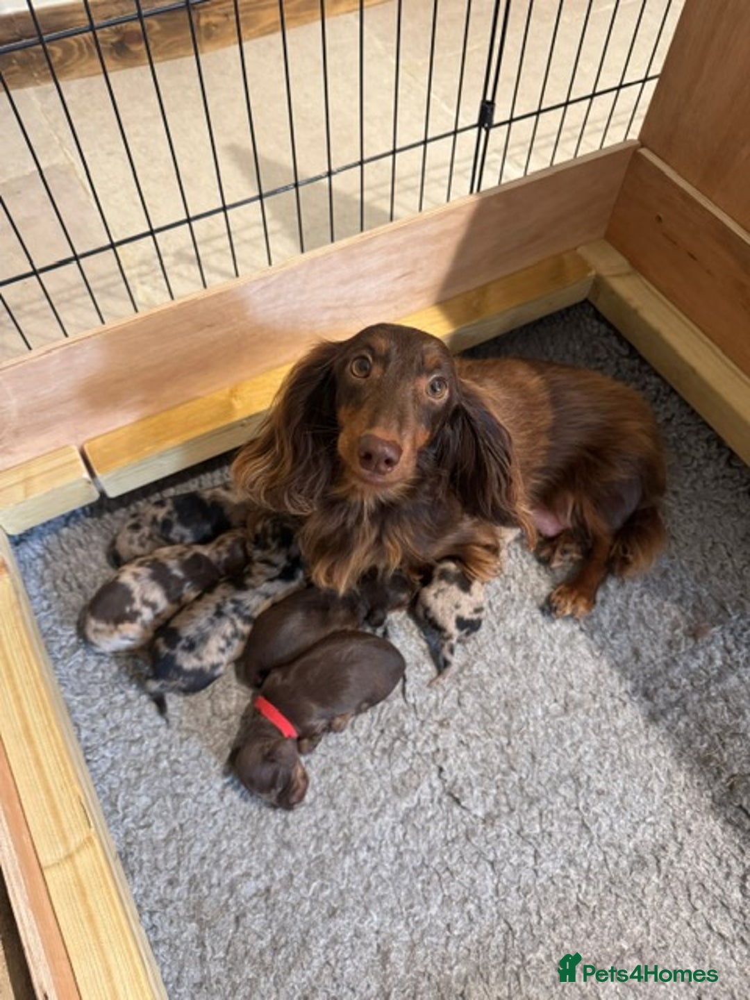 Miniature Dachshund dogs for sale: KC Long haired miniature dachshund puppies - Image 17