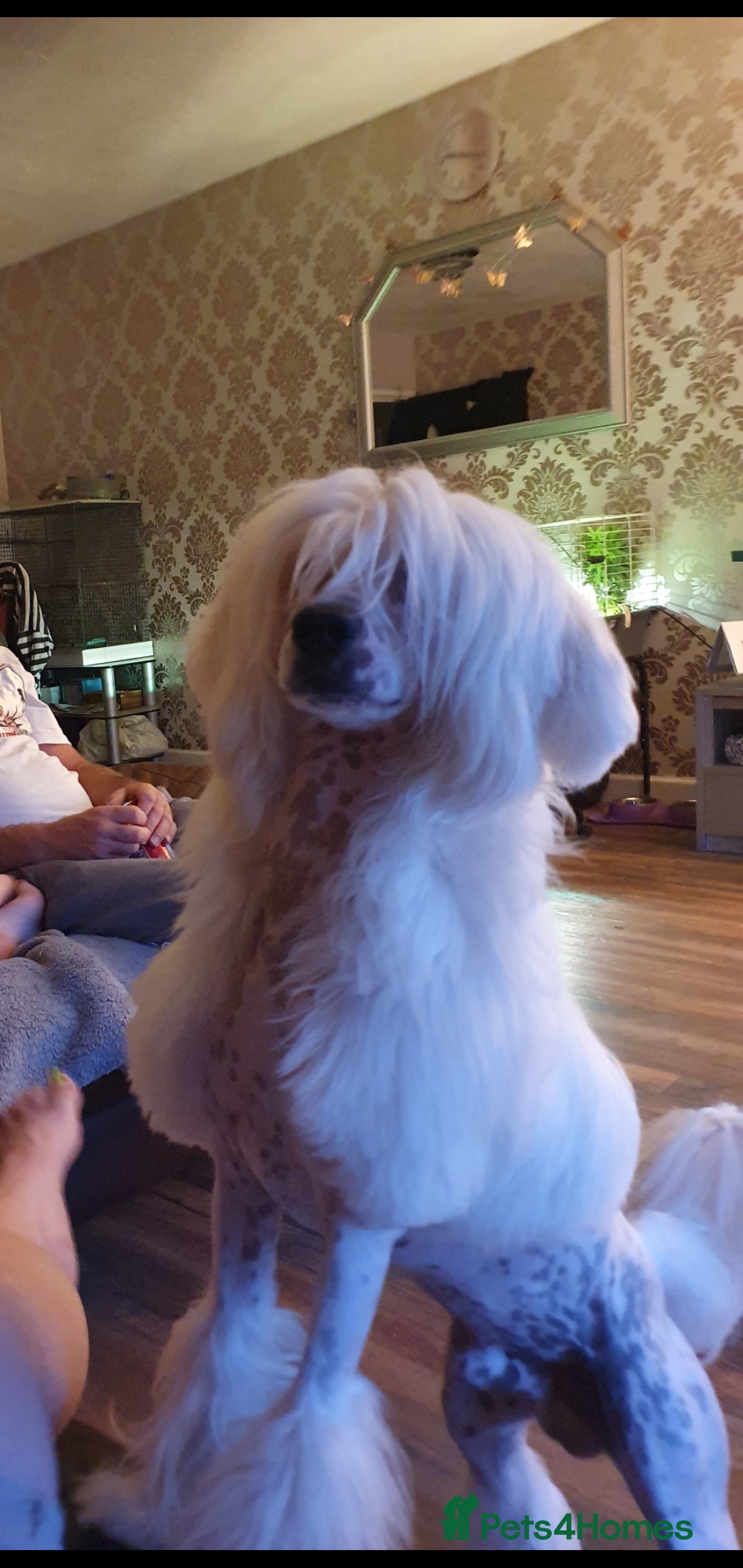 Chinese Crested dogs for stud: Mr stanley STUD ONLY KC REGISTERED  in Swindon - Image 15