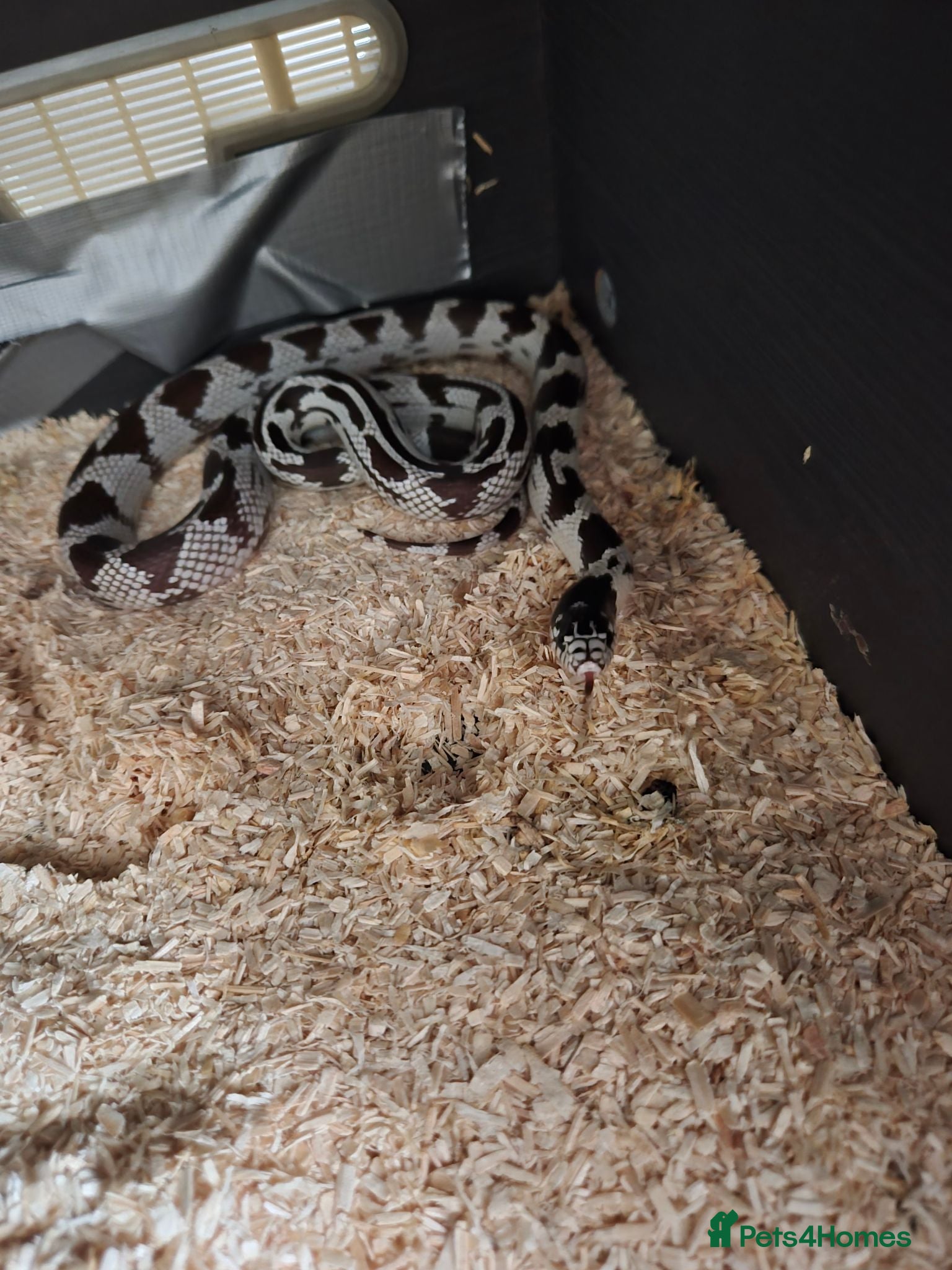 King Snake reptiles Cali king snake for sale - Advert 1