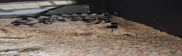 King Snake reptiles for sale: Cali king snake for sale - Advert 1